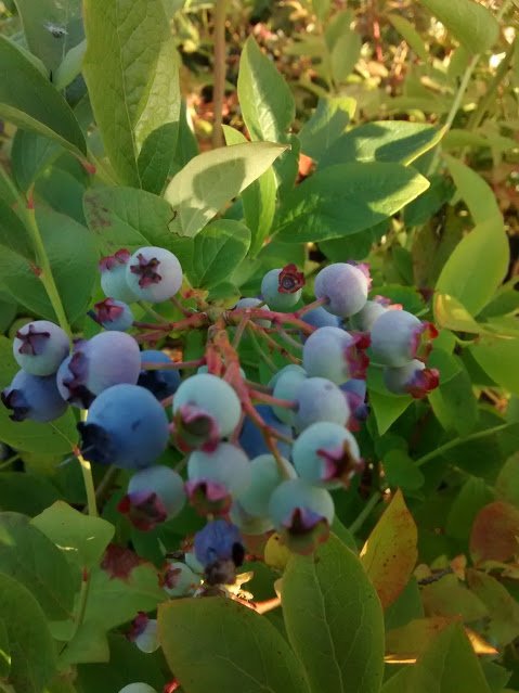 blueberry bunch.jpg