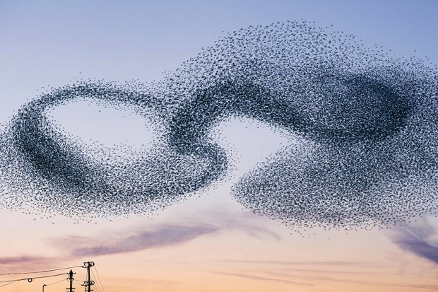 starlings.jpg