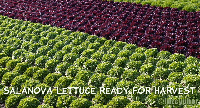 salanova lettce harvest.png