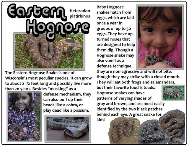 North Carolina Zoo on X: A snake playing possum? Eastern hognose snakes  play dead as a defense mechanism called thanatosis. Hognoses write around  before opening their mouth & letting their tongue hang