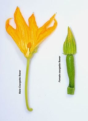 cucumber male and female flowers.jpg