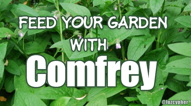 feed your garden with comfrey.png