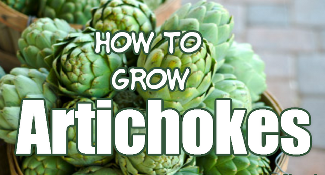 how to grow artichokes.png