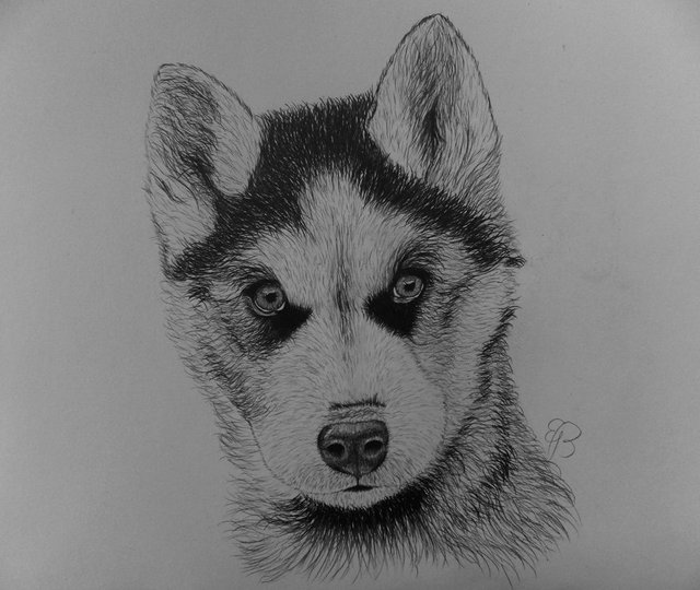 Sketchbook Siberian Husky Dog Blank Sketchbook for kids White Paper for  Drawing Doodling or Sketching 85 x 11 100 page  Book Verve Amazonin  Books