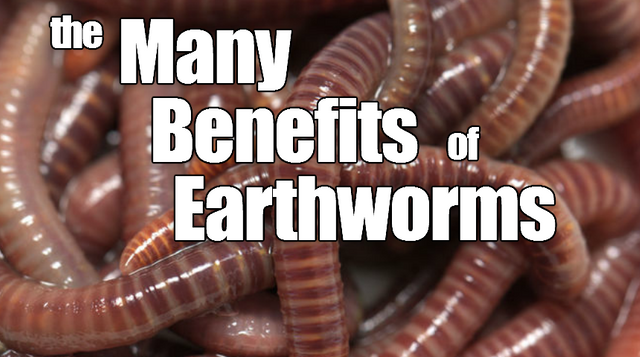 many benefits of earthworms.png