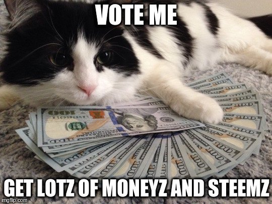 money-cat-meme.jpg