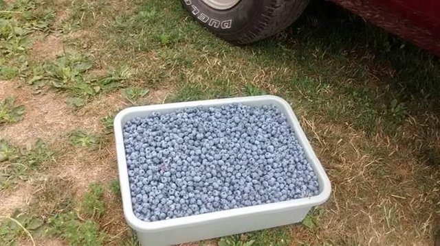 blueberry tub.jpg