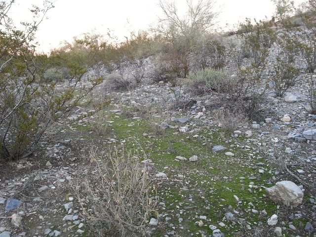 Moss On The Desert Floor