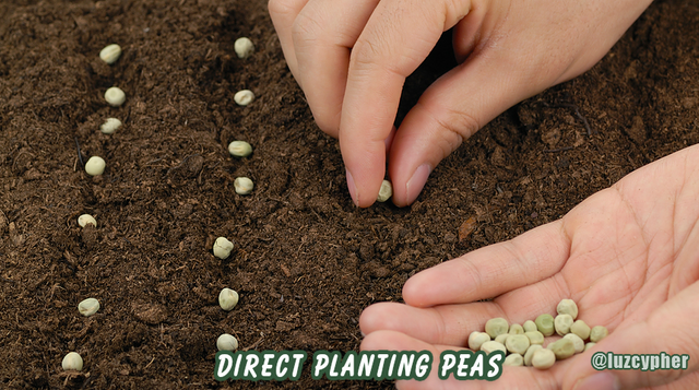 peas direct seeding.png