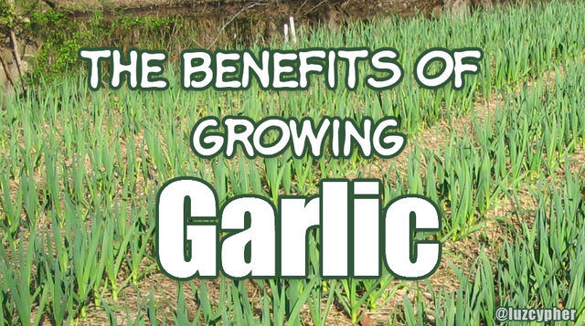 benefits of growing garlic.png