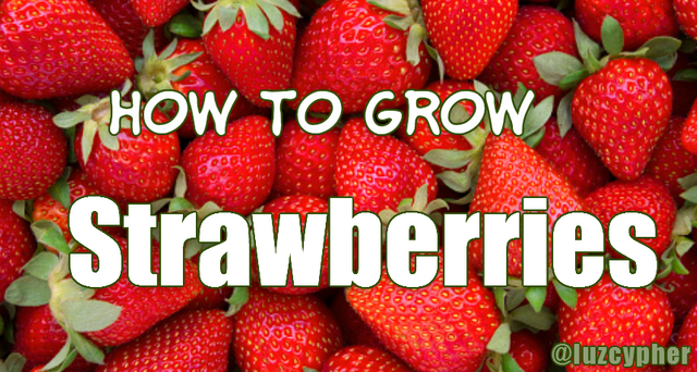 how to grow strawberries.png