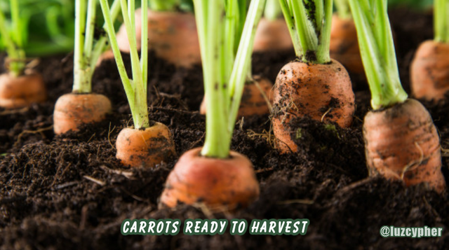 carrots-ready-to-harvest.png