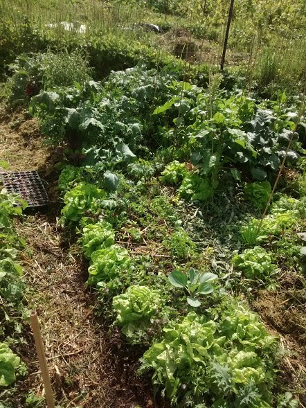 lettuce in straw.jpg