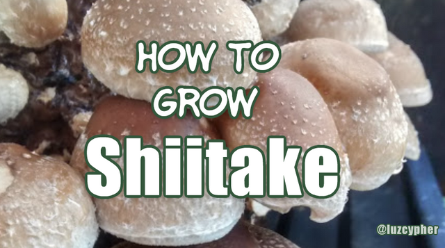 how to grow shiitake mushrooms.png