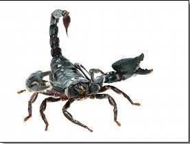 Scorpion