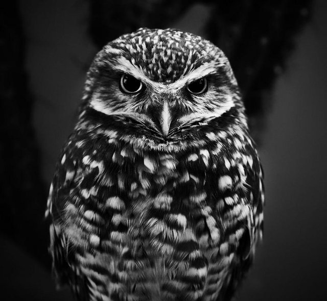 owl