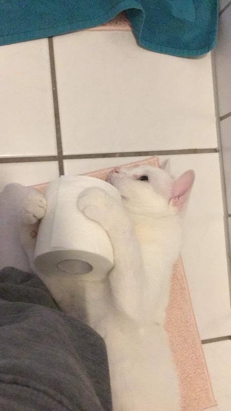 Holding Toiletpaper