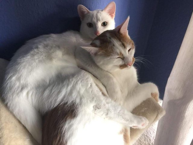 Snuggling deluxe 2