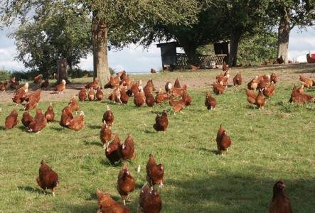 hens1.jpg