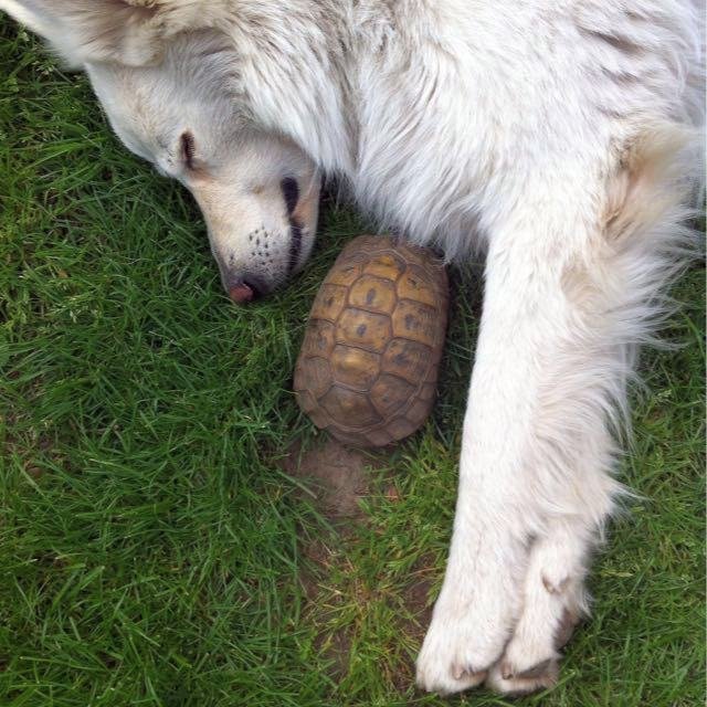 Kion and the turtle