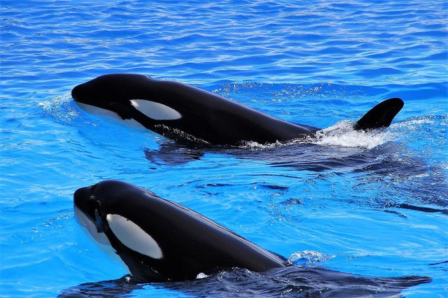 Orcas