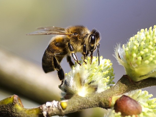 bee-2377826_640.jpg