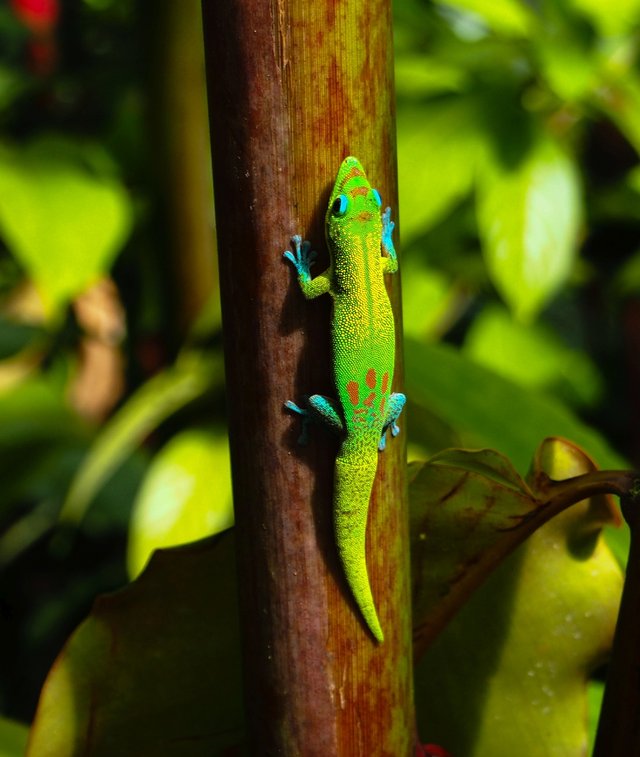 Hawaii Day Gecko.jpg