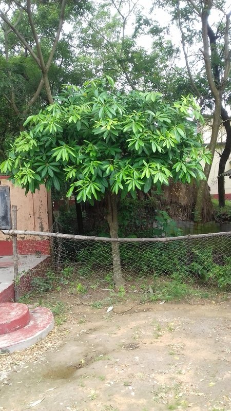 Chatim tree Steemit