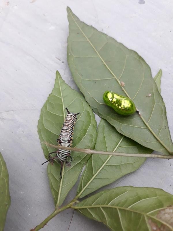 caterpillars and green cocoons Steemit