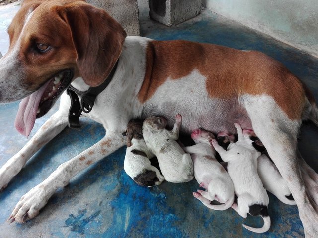 Mom with  her new puppies