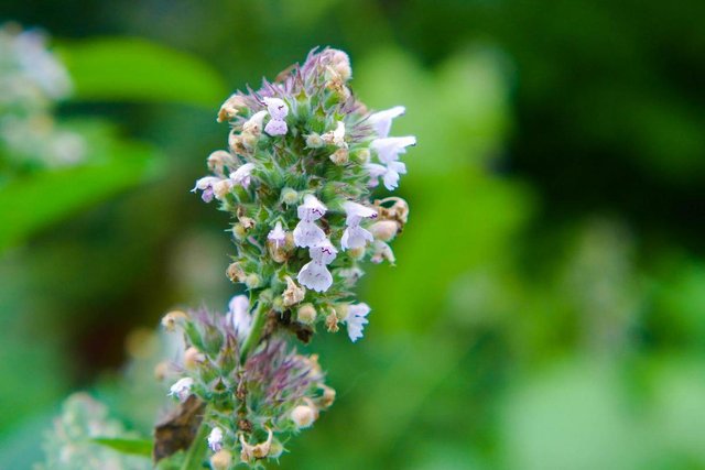 Green Plants. Beauty in Details #8(nature photos). — Steemit