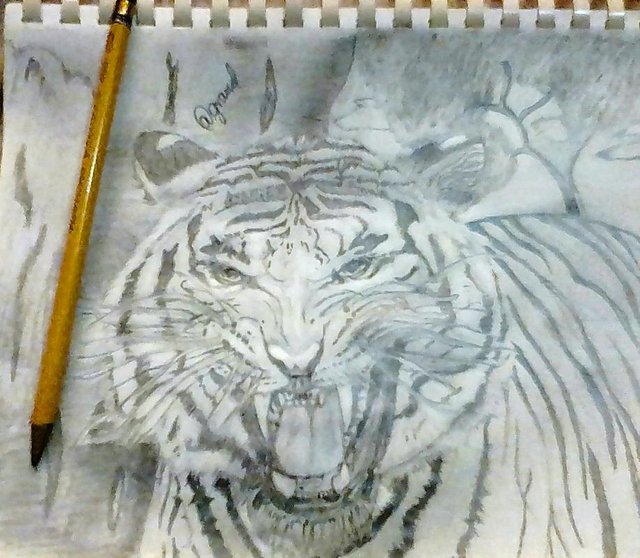 Dibujando Un Tigre Con L Piz Nro Steemit