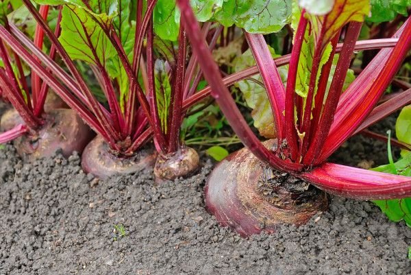beets in ground.jpg