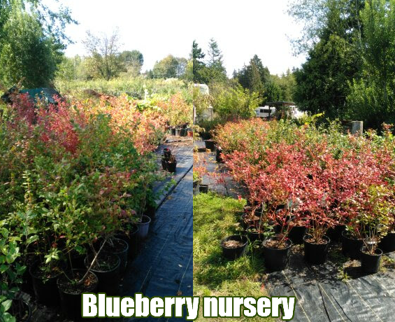 blueberry nursery3.png