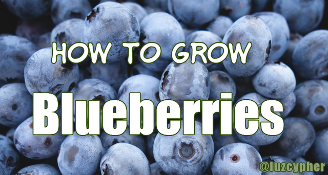 how to grow blueberries.png