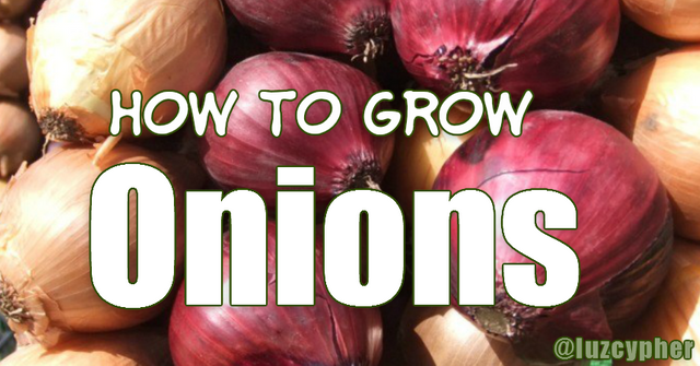 how to grow onions.png