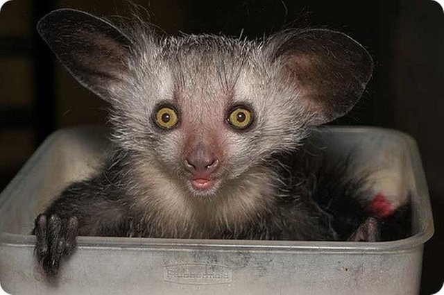 aye-aye-013.jpg