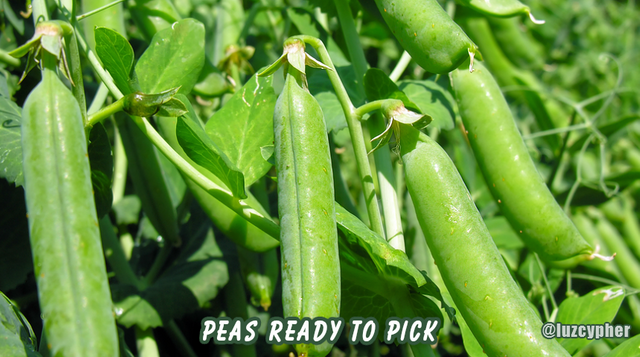 peas ready to pick.png