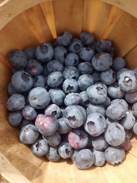 blueberry basket.jpg