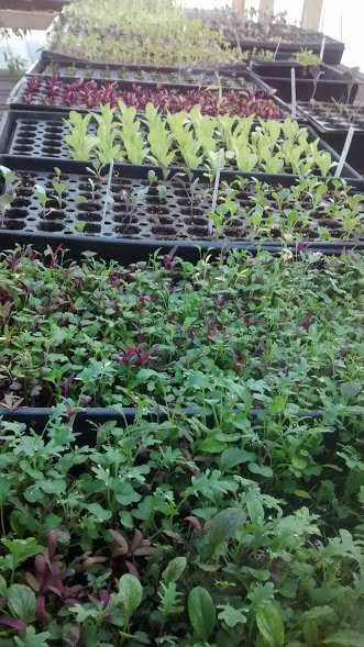 microgreens and lettuce starts.jpg