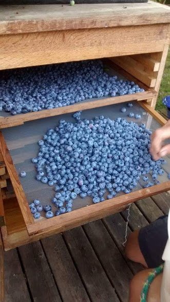 blueberry drying.jpg