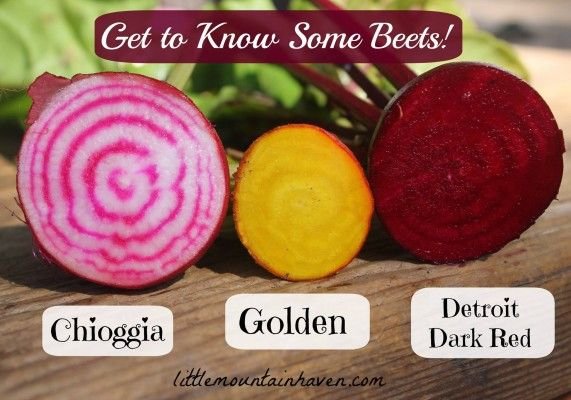 beet varieties.jpg