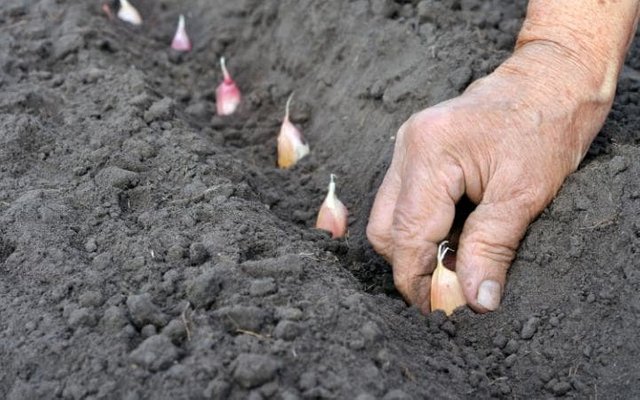 garlic planting.jpg