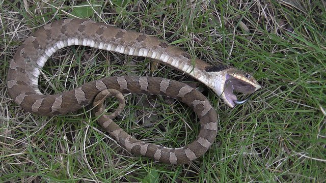 Hognose snake playing dead in a field