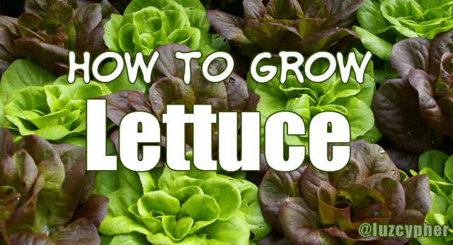 how to grow lettuce.png