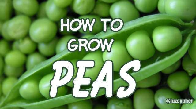 how to grow peas.png