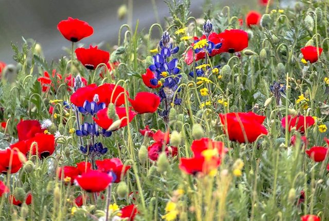 What A Beautiful Land Israel Is ... These Are Poppy Flowers. During ...