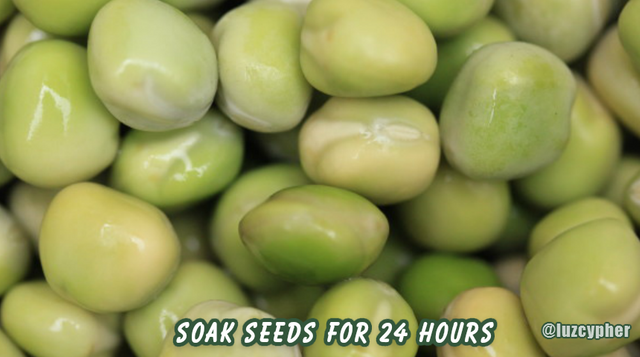 pea seeds soaking for 24 hours.png