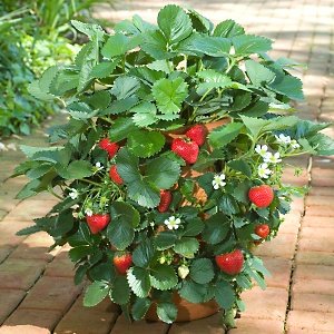 strawberrie hanging basket.jpg