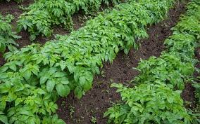 potato plants hilled.jpg